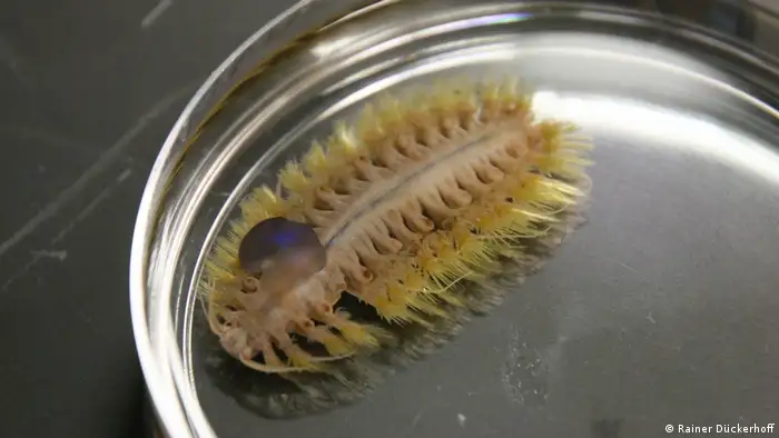 A scale worm from Pescadero Basin, preserved in alcohol in
Greg Rouse's lab at Scripps Institution of Oceanography in La Jolla, USA