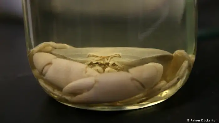 A crab preserved in alcohol from the Pescadero Basin