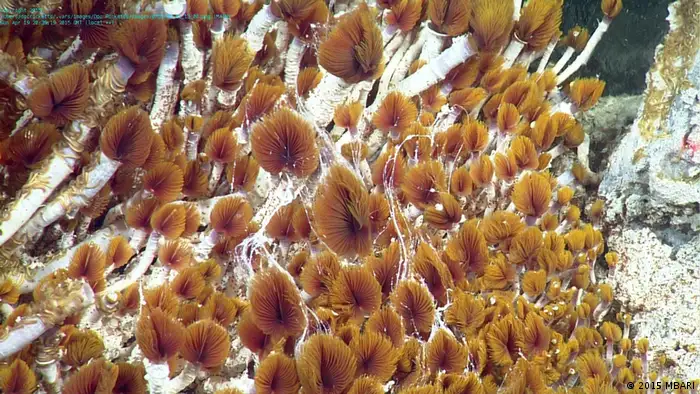 Oasisia tubeworms at Pescadero Basin (2015 MBARI)