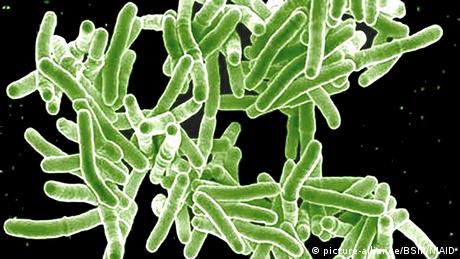 Mycobacterium Tuberculosis unter dem Elektronenmikroskop