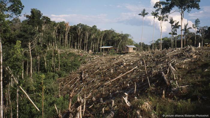 Imagem mostra árvores cortadas em área cercada por floresta na região de Manaus, na Bacia Amazônica