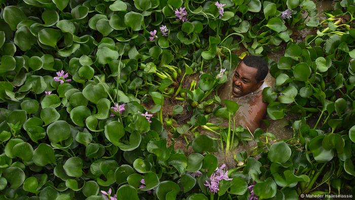 Invasive Species, Everyday Africa: Ein Mann kämpft sich durch einen See voller Wasserhyazinthen (Maheder Haileselassie)