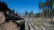 Thinned out forest in Germany Thinned out forest in Germany