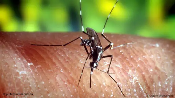 Stechmücke Malaria (freies Bildformat Flash-Galerie)