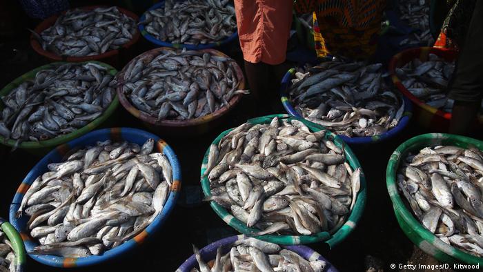 Guinea Conakry Fischmarkt (Getty Images/D. Kitwood)