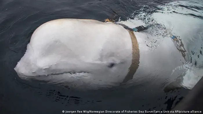 A beluga whale seen as it swims next to a fishing boat before Norwegian fishermen removed the tight harness