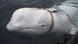 A beluga whale seen as it swims next to a fishing boat before Norwegian fishermen removed the tight harness A beluga whale seen as it swims next to a fishing boat before Norwegian fishermen removed the tight harness