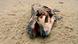 A dead harbor porpoise rotting on a beach A dead harbor porpoise rotting on a beach