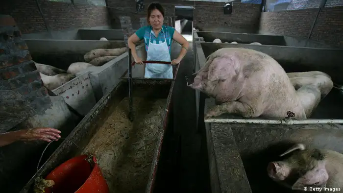 Schweinezucht in China (Getty Images)