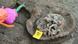 A skull in a helmet being excavated