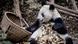 Panda eating bamboo Panda eating bamboo
