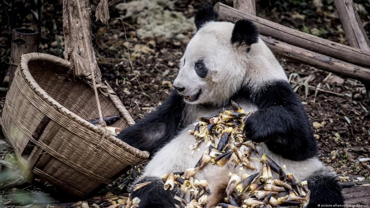 The first ancestors of giant pandas probably lived in Europe