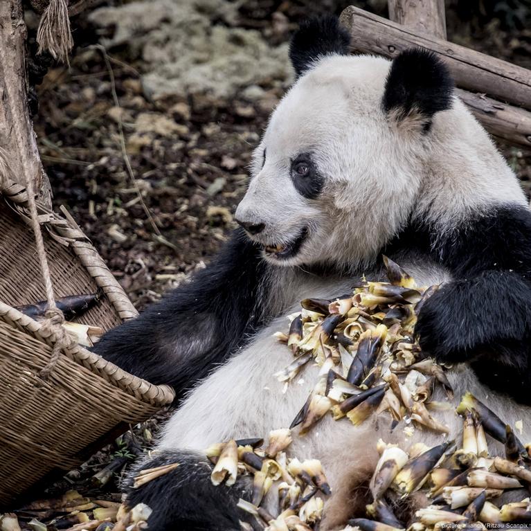 Giant Panda Eating Meat