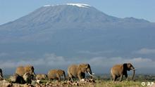 Der Kilimandscharo (auch Kilimanjaro, Kilimandscharo-Massiv bzw. Mount Kilimanjaro und von 1902 bis 1918 Kaiser-Wilhelm-Spitze oder auch Wilhelmskuppe) ist mit 5.893 m (offiziell: 5.895 m) über dem Meeresspiegel das höchste Bergmassiv Afrikas. Das Massiv im Nordosten von Tansania hat mit dem Kibo den höchsten Berg des afrikanischen Kontinents. Elefant vor dem Kilimandscharo ** ADVANCE FOR SUNDAY, DEC. 17 ** A herd of elephants walk with Mt. Kilimanjaro in the background in this May 21, 2006 file picture in the Amboseli game park in Kenya. Africa's two highest mountains will lose their ice within 25 to 50 years, a local environmental group said Thursday. Ice will disappear from Mt. Kilimanjaro, Africa's highest mountain and Mt. Kenya, which is Africa's second highest if deforestation and industrial pollution is not stopped, said Fredrick Njau of the Kenyan Green Belt Movement.Mt