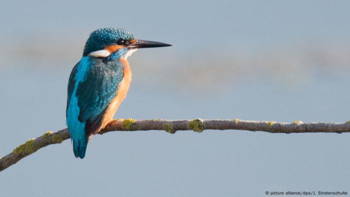 Frankreich l Weltkonferenz zur Artenvielfalt startet in Paris l Eisvogel (picture alliance/dpa/J. Stratenschulte)