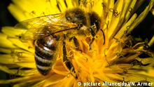 Los antibióticos pueden ser la salvación de las abejas sin aguijón