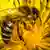 Frankreich l Weltkonferenz zur Artenvielfalt startet in Paris l Biene