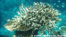 Great Barrier Reef suffers third mass bleaching in 5 years