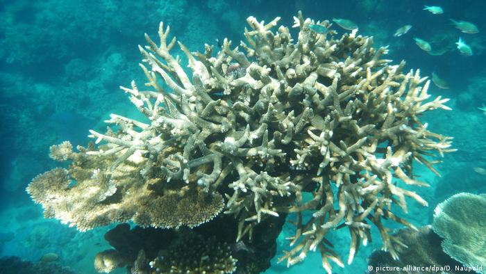Bleached coral at the Great Barrier Reef (picture-alliance/dpa/D. Naupold)