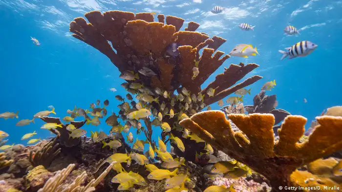 بنا بر گزارش سازمان ملل متحد در سال‌های آینده تقریبا یک میلیون نوع حیوان و گیاه برای همیشه از صحنه حیات محو خواهند شد. بر اساس این گزارش بیش از ۴۰ درصد دوزیستان‌ و تقریبا ۳۳ درصد مرجان‌ها و یک سوم تمام پستانداران دریایی در خطر نابودی کامل قرار گرفته‌اند.