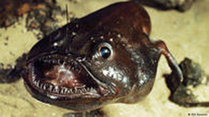 Meereskunde Tiefseefisch Anglerfish