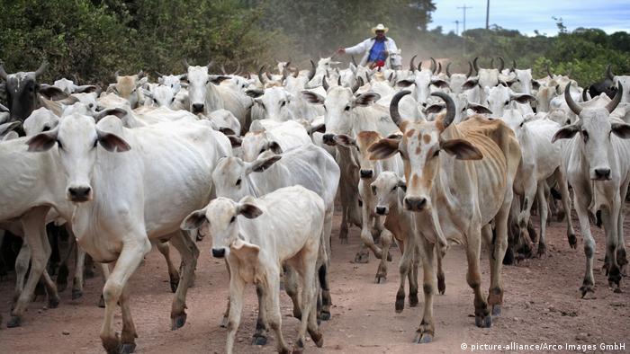 herd of cows in brazil
