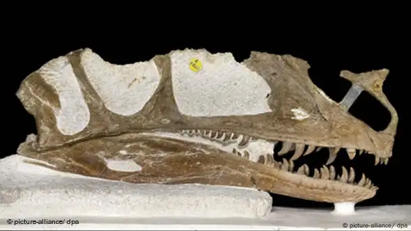 Schädel eines Procteratosaurus (Foto: picture alliance/dpa)