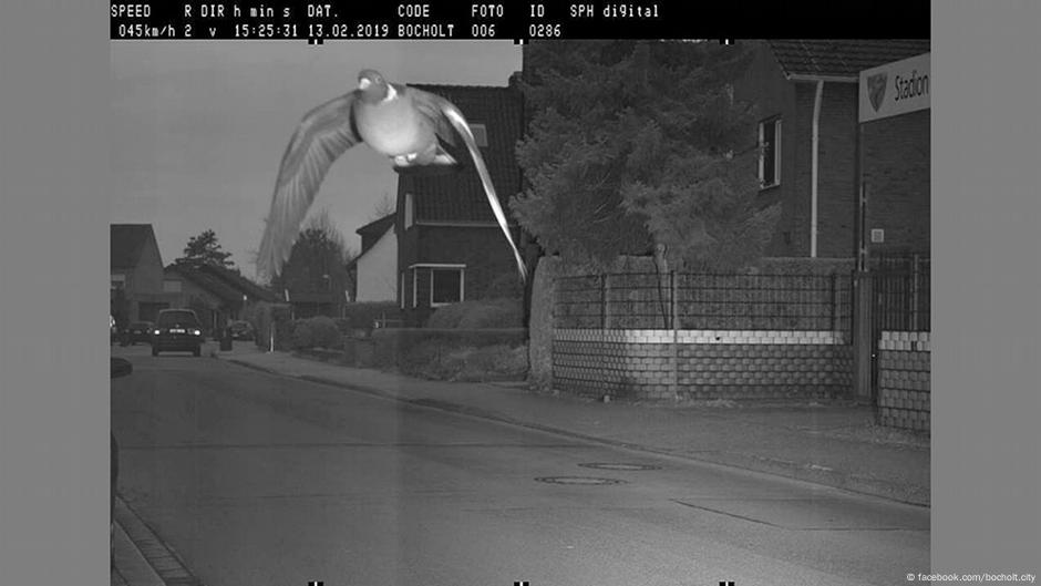 pigeon-caught-by-speed-camera-in-germany-news-dw-08-05-2019