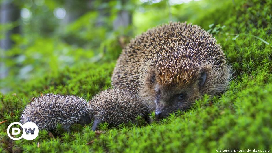 Hedgehogs threatened by loss of habitat and food DW 05/08/2019