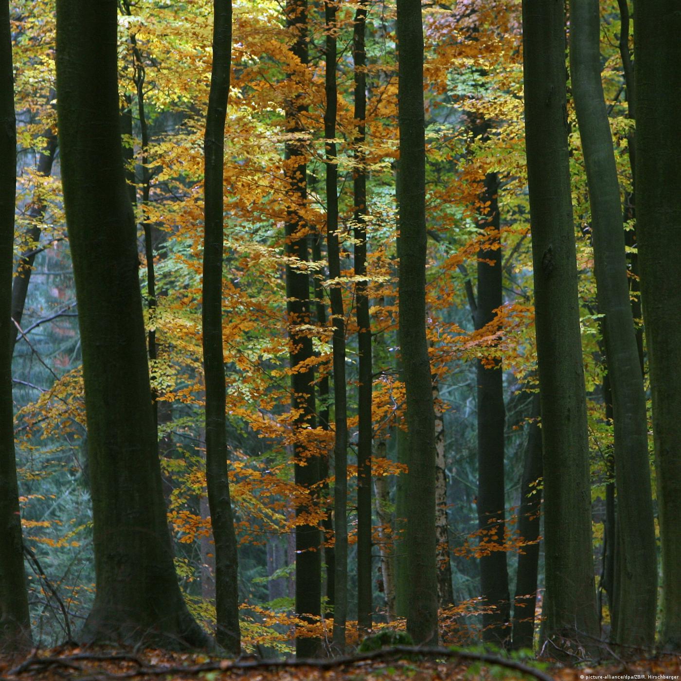 Living Planet: Seeing the forest for the trees