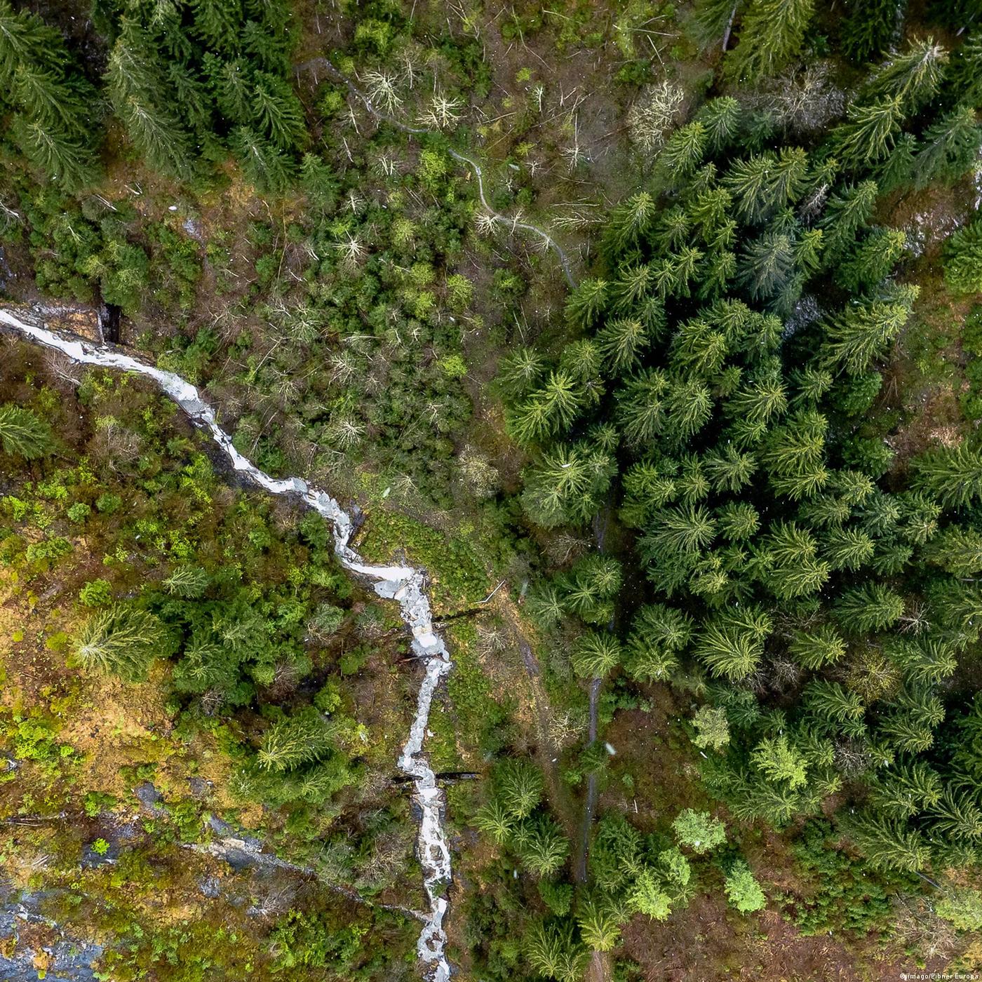 Living Planet: Long-suffering, indispensable trees