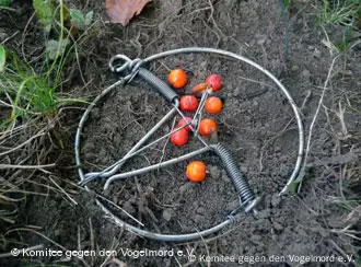 File:Vogelfangnetze für die Beringung von Zugvögeln auf der