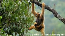 An eastern black crested gibbon resting on a tree branch at the Wuliang Mountain National Nature Reserve in Jingdong Yi Autonomous Prefecture, southwest China's Yunnan Provincee
