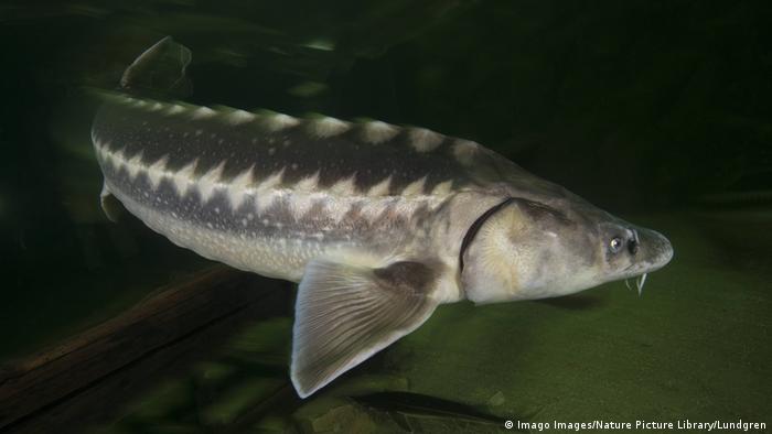 Russian sturgeon (Imago Images/Nature Picture Library/Lundgren)