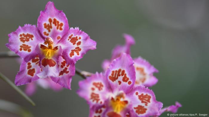 Orchids in the Palm Greenhouse on Mainau Island