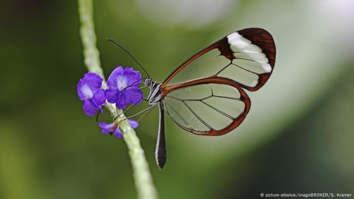 Butterfly from the glass family on the island of Mainau