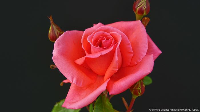 Blooming rose on Mainau island