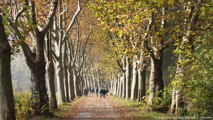 Autumn alley on Mainau island