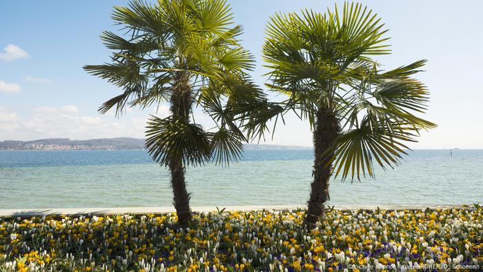 Embankment of the island of Mainau in the spring during the flowering of crocuses