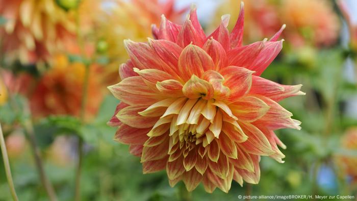 Dahlia varieties Karma Fiesta