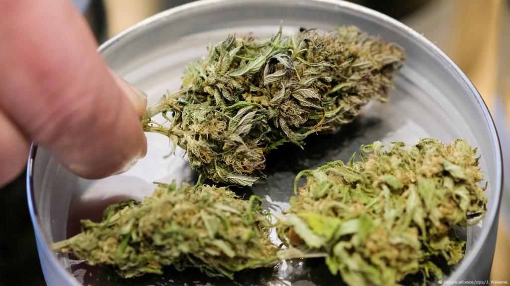 Global marijuana use rose by 60 percent over the past decade | Science |  In-depth reporting on science and technology | DW | 26.06.2019