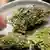 Cannabis Anbau für die Medizin