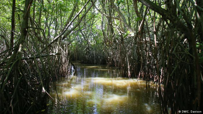 Thick mangrove growth along the banks of a lagoon