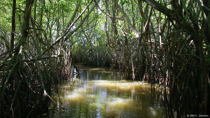 Los manglares pueden absorber el CO2 así como el impacto de las inundaciones costeras.