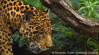 Biodiversität in Venezuela