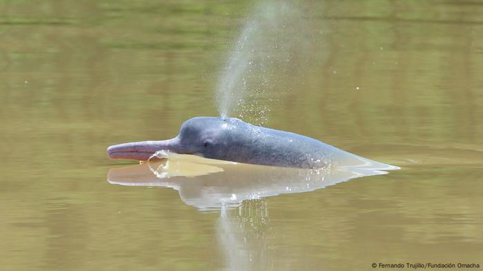 Biodiversität in Venezuela (Fernando Trujillo/Fundación Omacha)