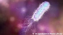 Schwachstelle von Alptraum-Bakterium entdeckt