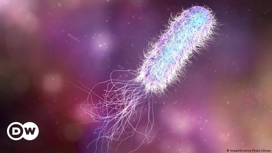 Schwachstelle von "Alptraum-Bakterium" entdeckt