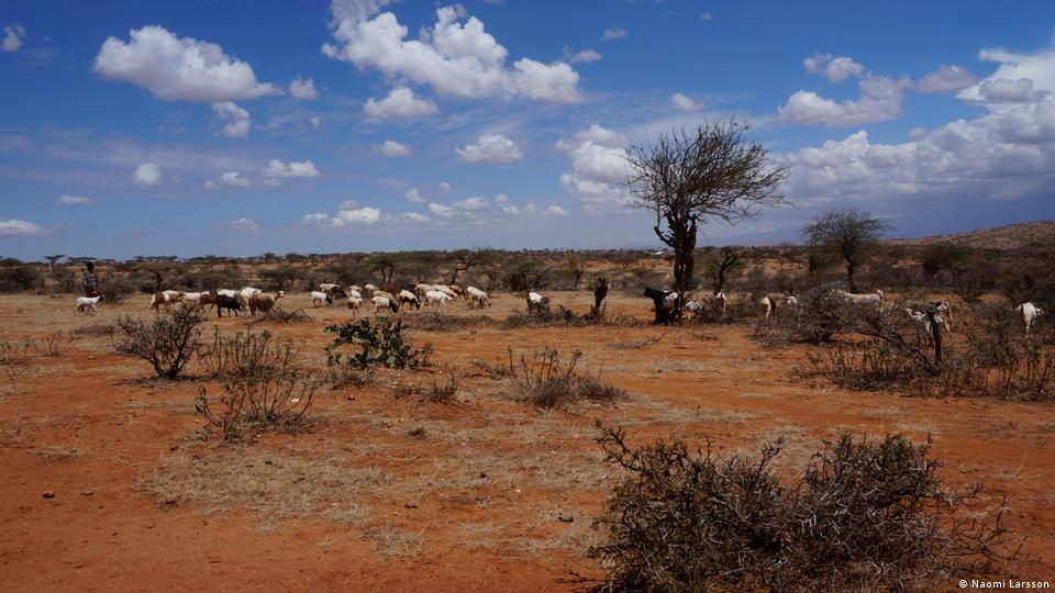 Kenya's herders adapt to drought – DW – 05/28/2019