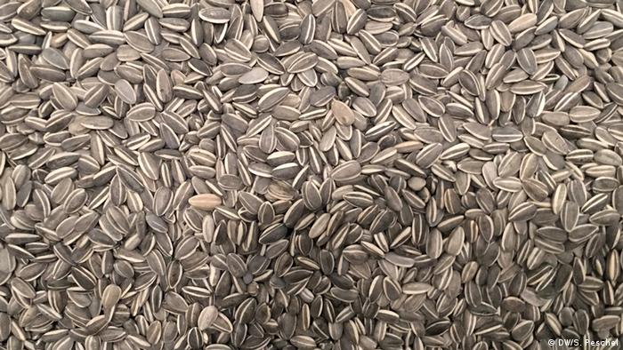 Sunflower Seeds Ai Weiwei (DW/S. Peschel)